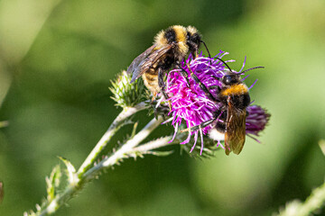 Bees on a thistle flower. Macro shot