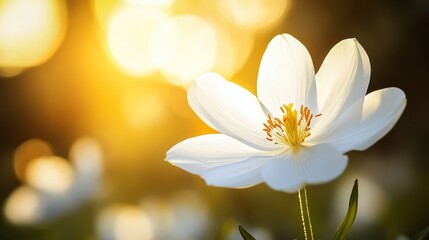 Obraz premium Flower opens, white, in sun