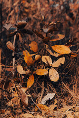 fotografia de lindas folhas no parque