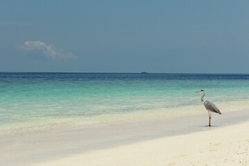A tranquil beach scene featuring a heron standing gracefully by the shoreline