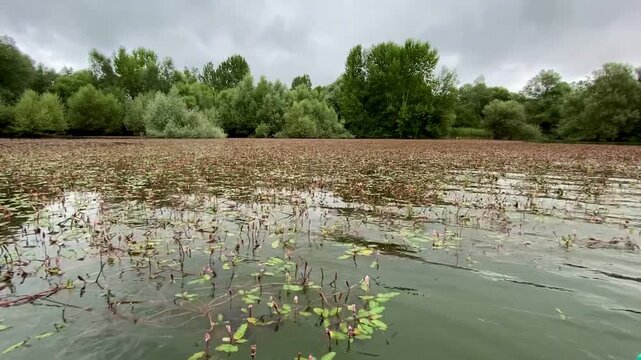 Polygonum amphibium (ahora considerada Persicaria amphibia) es una planta acu&aacute;tica en las aguas en calma en d&iacute;a de verano en el pantano de Ullibarri-Gamboa de la provincia de Alava, Pa&iacute;s Vasco, Espa&ntilde;a