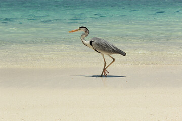 A Graceful Heron Walking Calmly Along the Tropical Beach