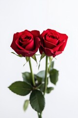 Beautiful pair of vibrant red roses with green leaves against a light background, perfect for romantic occasions and floral arrangements.