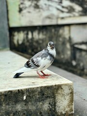 A grey pigeon on the wall
