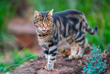 Domestic tom cat prowls in his garden.