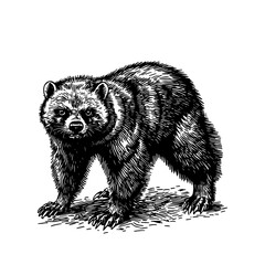 Obraz premium Vector illustration of a bear in the style of a black-and-white vintage engraving with detailed line and texture work, an elegant and refined drawing for print and design