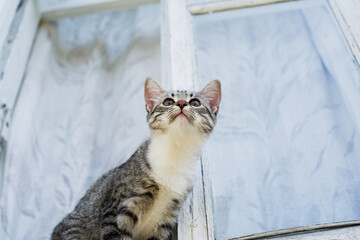 Playful little gray-brown tabby kitten with white paws and chest on the windowsill of an open...