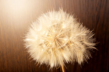 Close-up of dry dandelion in sunlight on brown wooden background. Concept of life and old age