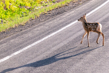 Baby fawn deer on road with tall shadow