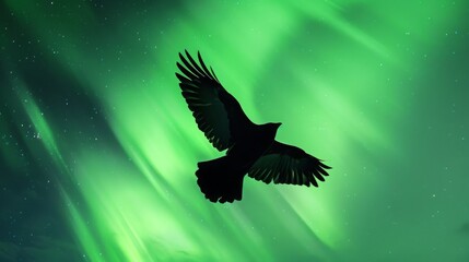 Goldeeg bird aurora borealis , dramatic Goldeeg bird photo , clear Goldeeg bird image
