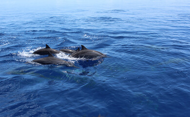 Fototapeta premium Dolphins swim gracefully in crystal clear ocean water, showcasing their beauty