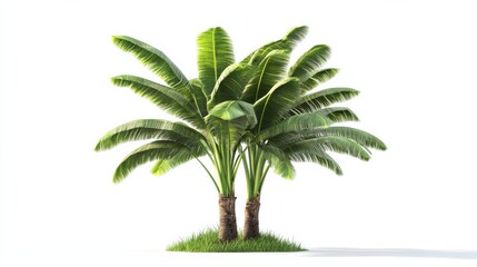 Obraz premium ultra realistic image of banana tree with white backgound