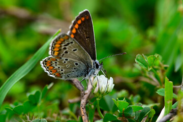 Obraz premium Kleiner Sonnenröschen-Bläuling // Brown argus (Aricia agestis)