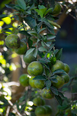 A bunch of unripe green oranges hanging on a tree
