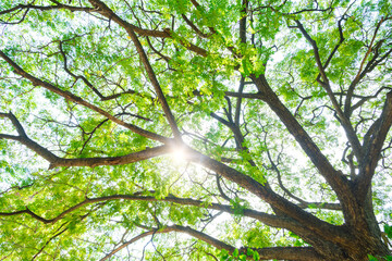 Many green leaves on branches of the old big tree in botanical garden, directly below