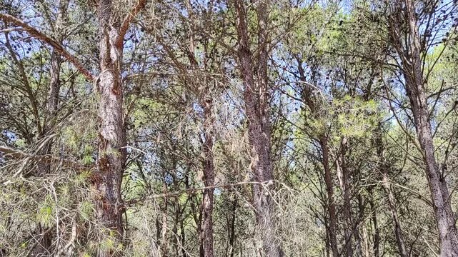 Cicadas sound in a mediterranean forest