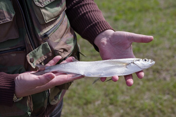 Fisherman holds freshly caught sabrefish in his hands, close-up. Pelecus cultratus