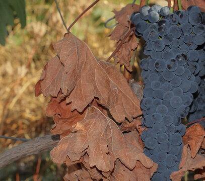 colores oto&ntilde;o vendimia uva vid parra vino 