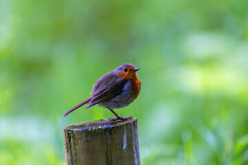 European robin redbreast 
