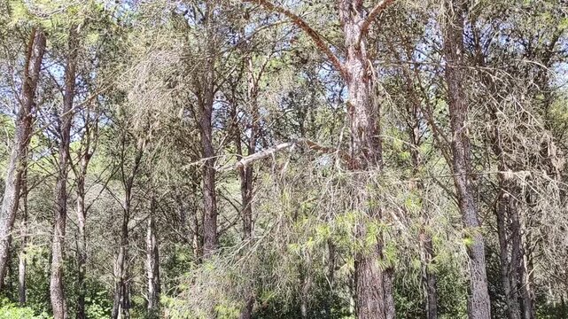 Cicadas sound in a mediterranean forest