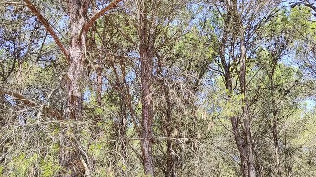 Cicadas sound in a mediterranean forest