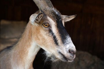 Portrait of a goat in a wooden pen close-up. Country farm