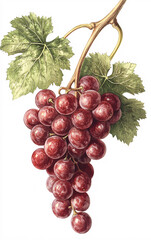 Fototapeta premium Detailed Botanical Illustration of a Grapevine with a Cluster of Ripe Red Grapes and Green Leaves, Emphasizing Natural Beauty and Texture in Traditional Botanical Art