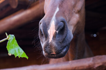 Soft nose of brown horse in wooden paddock close up.