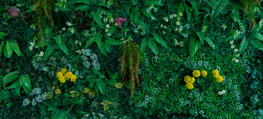 Nature leaves, green tropical forest, backgound concept