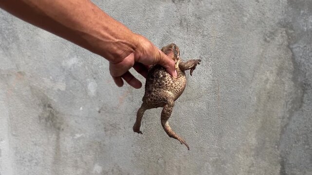man holding a cane toad Rhinella