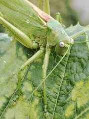 grasshopper on a leaf