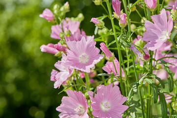 Plant, pink or flower growing in field or outdoor environment with digestive medicine, lawn or...