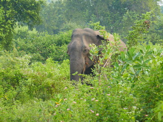 Udawalawe Nationak Park au Sri Lanka