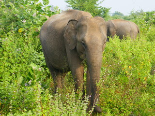 Udawalawe Nationak Park au Sri Lanka