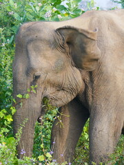 Udawalawe Nationak Park au Sri Lanka