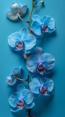 Blue orchid branch on blue background, summer spring concept of flowers beauty, card with copy space, birthday wedding wallpaper, flat lay