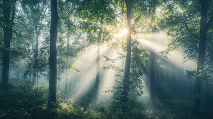 Obraz premium Panoramic view of a forest with sun rays filtering through the trees. Tranquil and serene scene with ample copy space