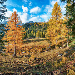 Astonishing view of mountains and valleys with larch forest and wonderful sky are located in Filzmoos