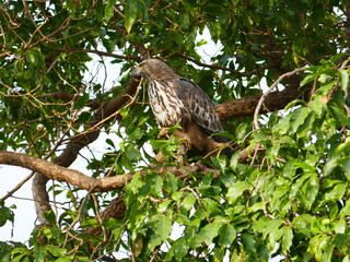 Udawalawe Nationak Park au Sri Lanka