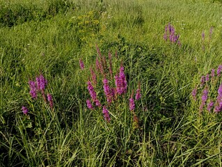 Background of purple wild flowers that are randomly scattered among the green grass in the field....