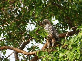 Udawalawe Nationak Park au Sri Lanka