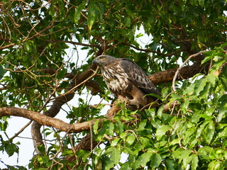 Udawalawe Nationak Park au Sri Lanka