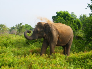 Udawalawe Nationak Park au Sri Lanka