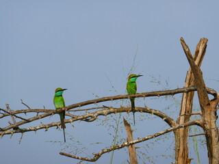 Udawalawe Nationak Park au Sri Lanka