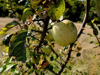 Wild apple tree with thorns and fruits. Apple fruits on branches.