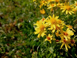 Bright yellow flowers of a cross on a background of green grass. Beautiful field autumn flowers flowers. Background with yellow plants with petals.
