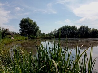 A beautiful landscape on a cozy pond with reeds and trees growing on the shore.