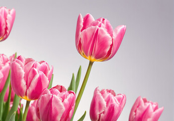 Fototapeta premium Vibrant Pink Tulips With White Edges Blooming In Bright Indoor Setting During Spring