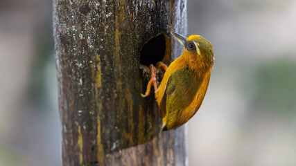 Beautiful yellow colored bird in nature White-browed Piculet 