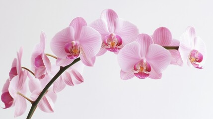 Pink Orchid Close-Up - Delicate and Exquisite Photography